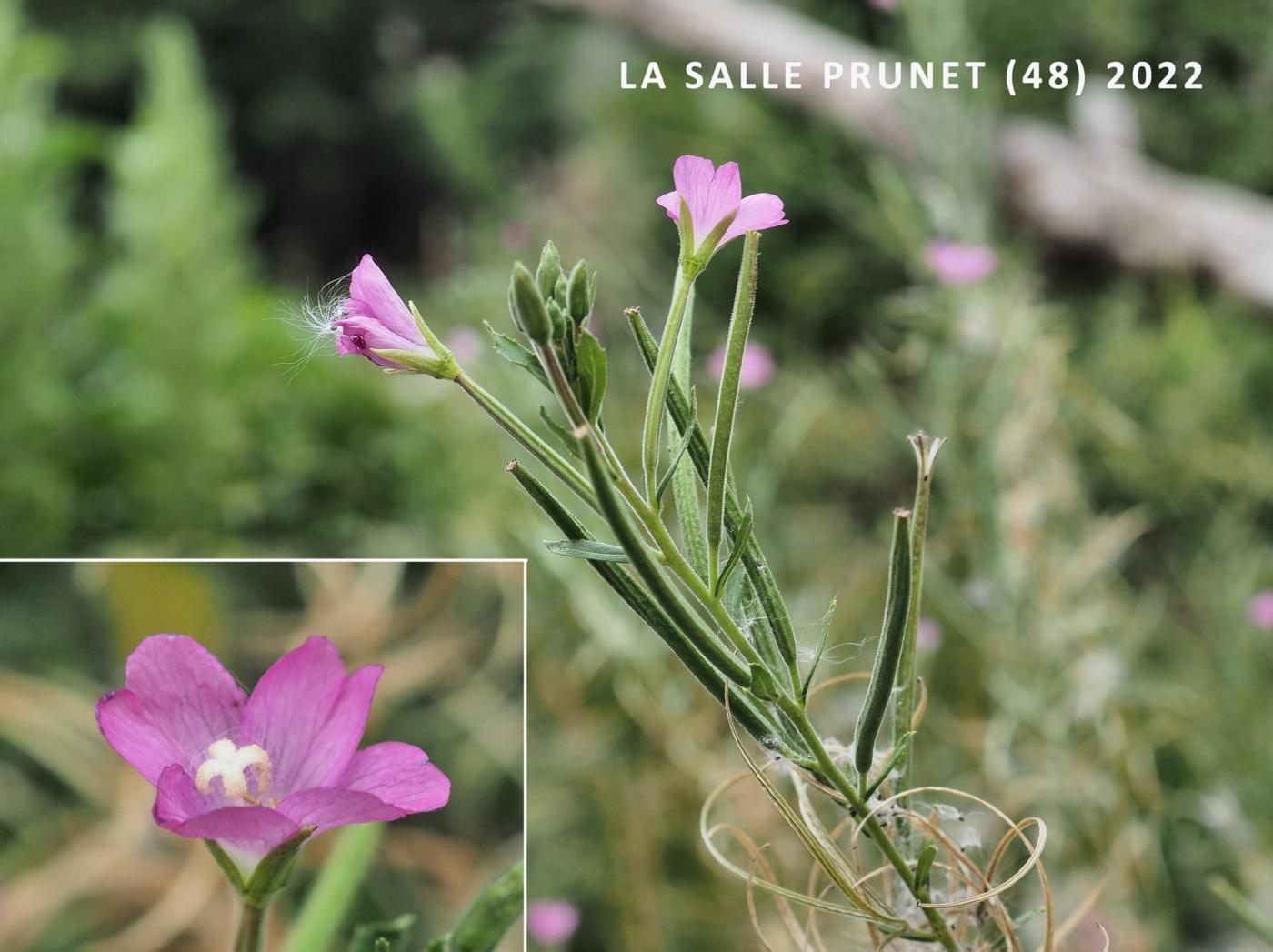 Willow-herb, Great Hairy flower